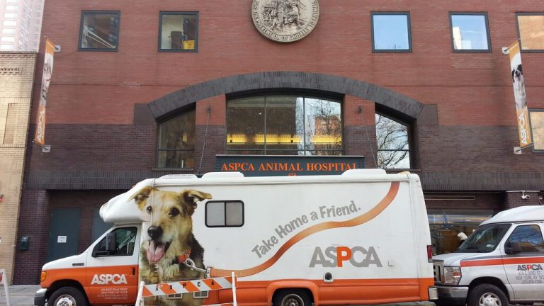 how-much-does-a-ceo-of-the-aspca-make-in-2024-salary-ideas